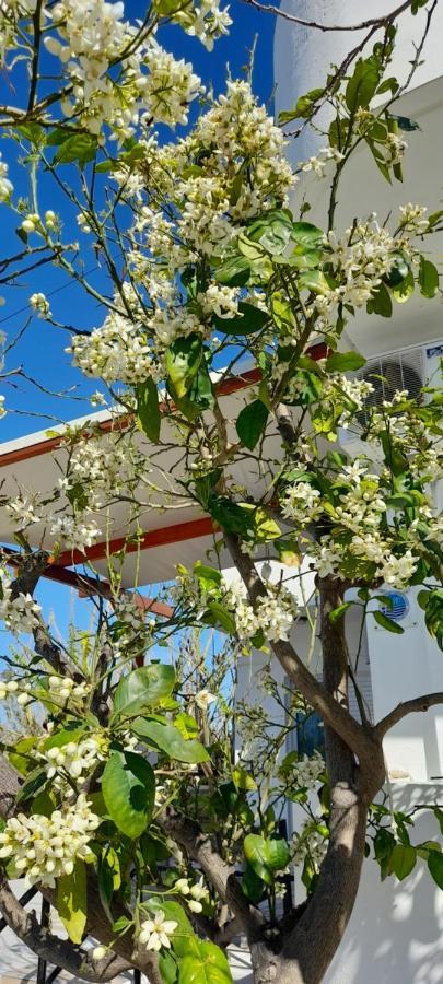 Silvi Mari Apartments بلاتانيز المظهر الخارجي الصورة